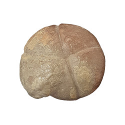 Balvia prima
