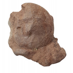 Balvia prima