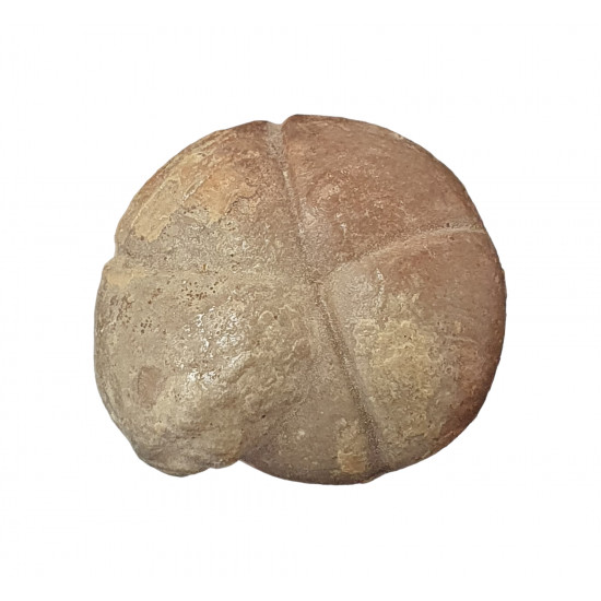 Balvia prima