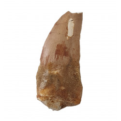 carcharodontosaurus saharicus (dent) Trex africain