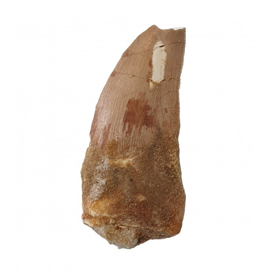 carcharodontosaurus saharicus (tooth) african Trex