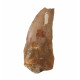 carcharodontosaurus saharicus (tooth) african Trex