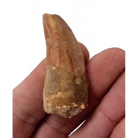 carcharodontosaurus saharicus (tooth) african Trex