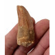 carcharodontosaurus saharicus (tooth) african Trex