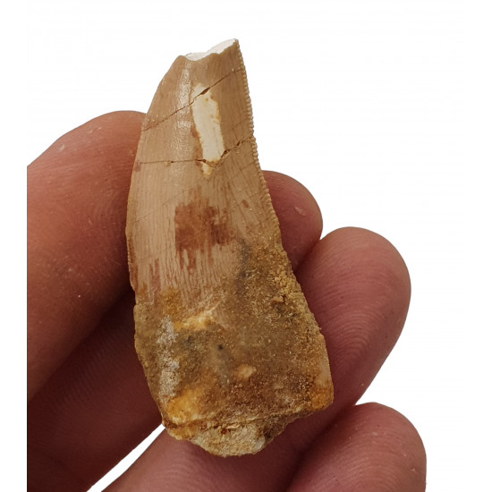 carcharodontosaurus saharicus (tooth) african Trex