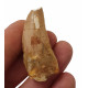 carcharodontosaurus saharicus (tooth) african Trex