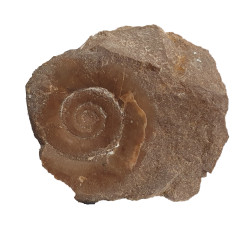 Kosmoclymenia dzikowiecensis