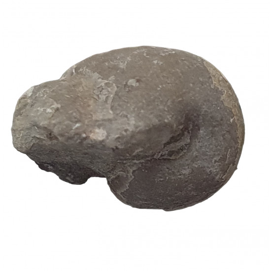 Falcitornoceras falciculum wagneri Falcitornoceras falciculum wagneri