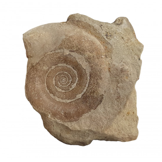 Kosmoclymenia dzikowiecensis