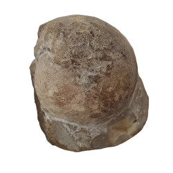 Prionoceras fuerstenbergi