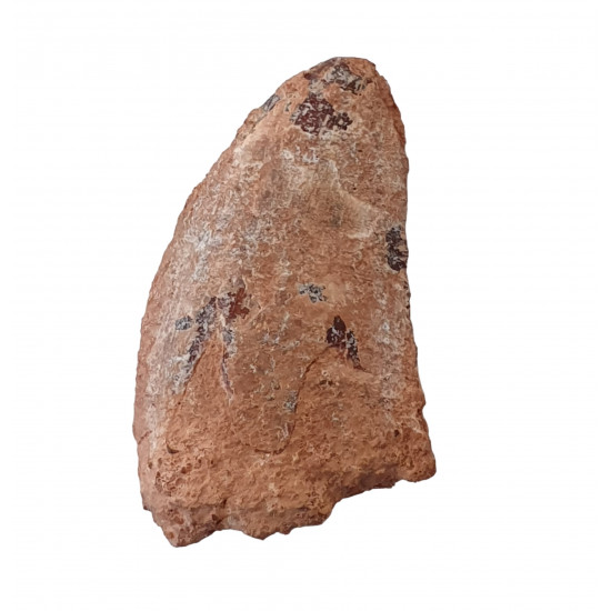 carcharodontosaurus saharicus (tooth) african Trex