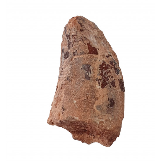 carcharodontosaurus saharicus (tooth) african Trex