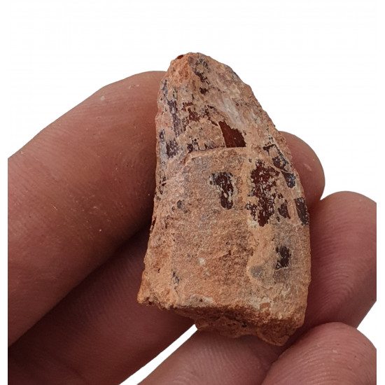 carcharodontosaurus saharicus (tooth) african Trex