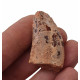 carcharodontosaurus saharicus (tooth) african Trex