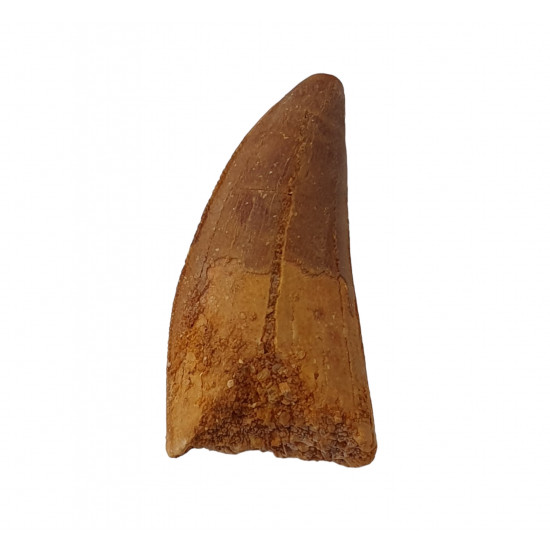 carcharodontosaurus saharicus (tooth) african Trex