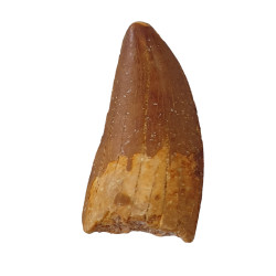 carcharodontosaurus saharicus (dent) Trex africain