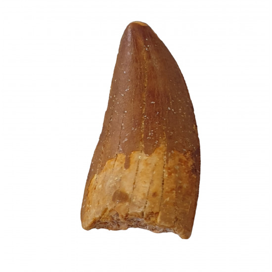 carcharodontosaurus saharicus (tooth) african Trex