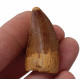 carcharodontosaurus saharicus (tooth) african Trex