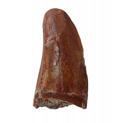 carcharodontosaurus saharicus (dent) Trex africain