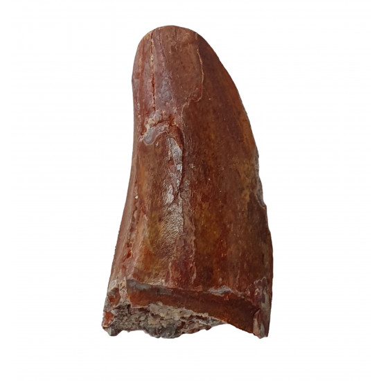 carcharodontosaurus saharicus (tooth) african Trex