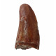 carcharodontosaurus saharicus (tooth) african Trex