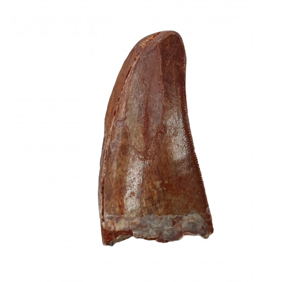 carcharodontosaurus saharicus (tooth) african Trex