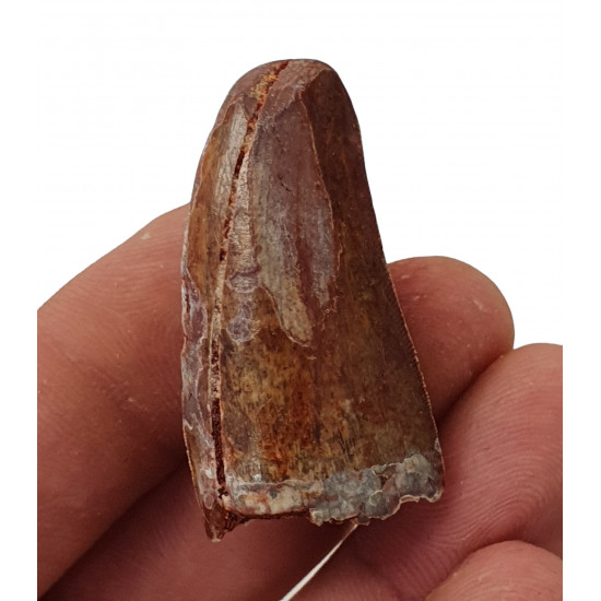carcharodontosaurus saharicus (tooth) african Trex