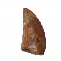 carcharodontosaurus saharicus (dent) Trex africain