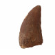 carcharodontosaurus saharicus (tooth) african Trex