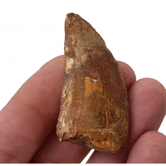carcharodontosaurus saharicus (tooth) african Trex