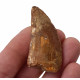 carcharodontosaurus saharicus (tooth) african Trex