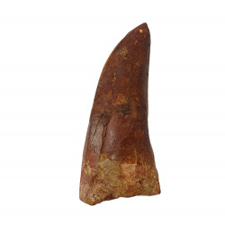 carcharodontosaurus saharicus (dent) Trex africain