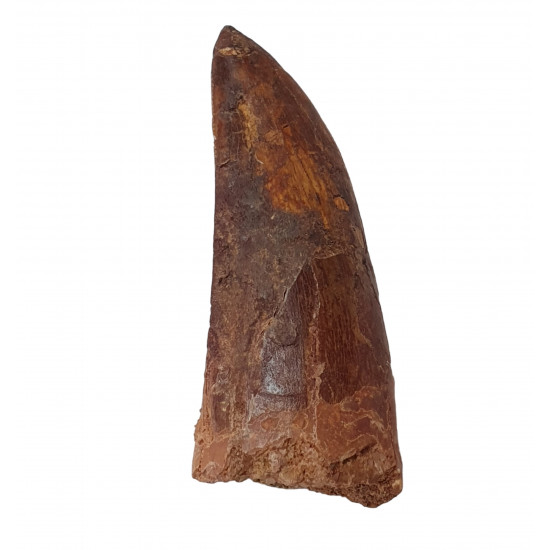 carcharodontosaurus saharicus (tooth) african Trex