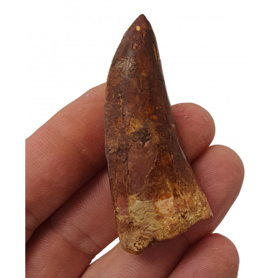carcharodontosaurus saharicus (tooth) african Trex