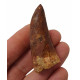 carcharodontosaurus saharicus (tooth) african Trex