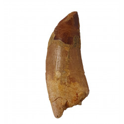 carcharodontosaurus saharicus (dent) Trex africain