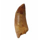 carcharodontosaurus saharicus (tooth) african Trex