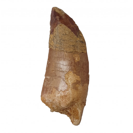 carcharodontosaurus saharicus (tooth) african Trex