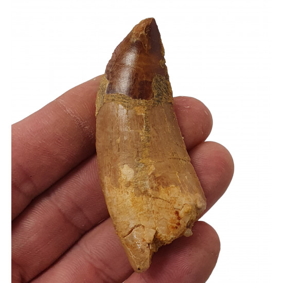 carcharodontosaurus saharicus (tooth) african Trex