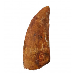 carcharodontosaurus saharicus (dent) Trex africain