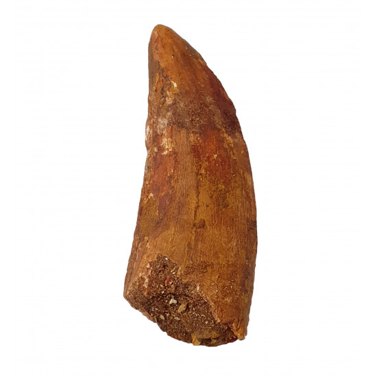 carcharodontosaurus saharicus (tooth) african Trex