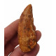 carcharodontosaurus saharicus (tooth) african Trex