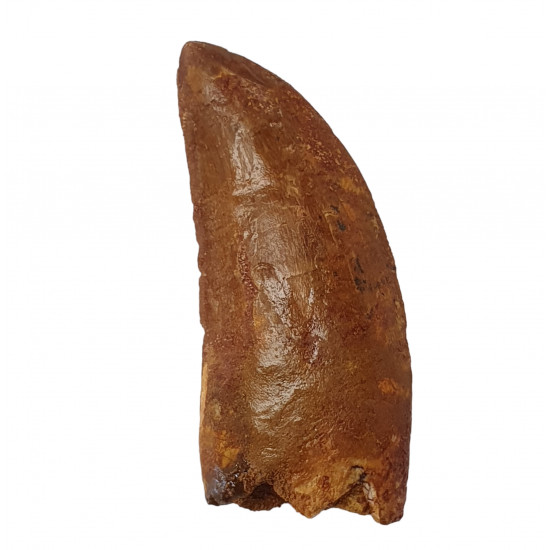 carcharodontosaurus saharicus (tooth) african Trex