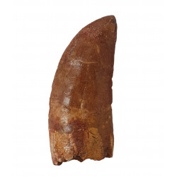 carcharodontosaurus saharicus (dent) Trex africain