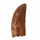 carcharodontosaurus saharicus (tooth) african Trex