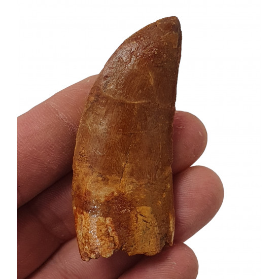 carcharodontosaurus saharicus (tooth) african Trex