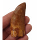 carcharodontosaurus saharicus (tooth) african Trex