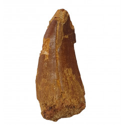 carcharodontosaurus saharicus (dent) Trex africain