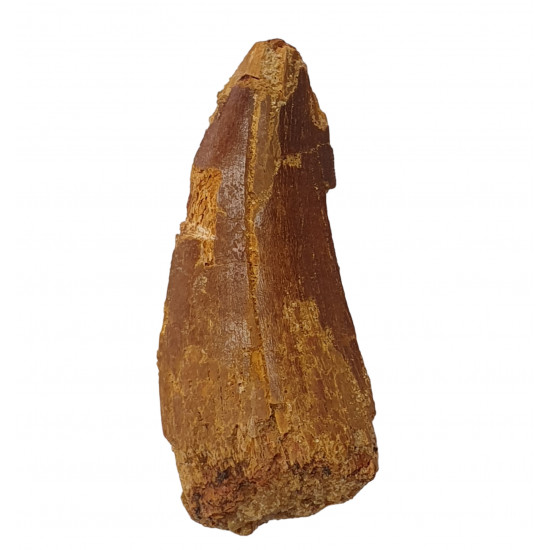 carcharodontosaurus saharicus (tooth) african Trex