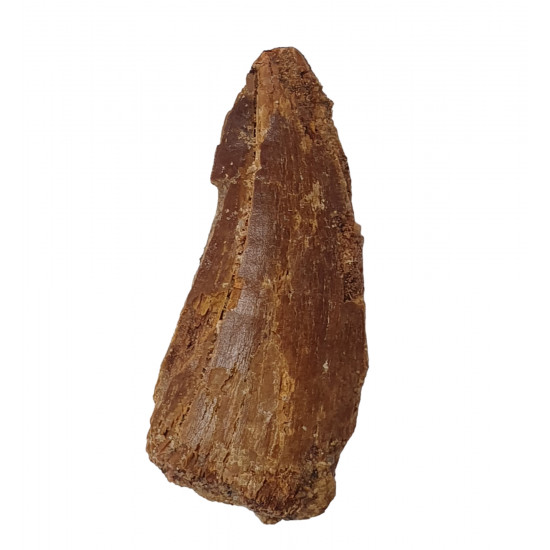 carcharodontosaurus saharicus (tooth) african Trex